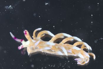 Media type: image;   Malacology 393738 Description: live specimen;